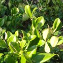 Ligustrum japonicum 'Texanum' P19 P23